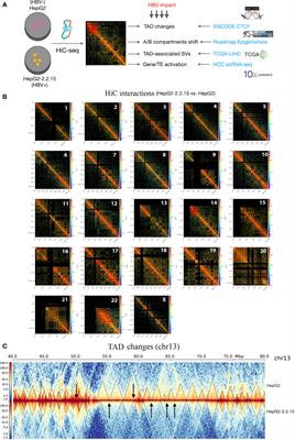Three-dimensional and single-cell sequencing of liver cancer reveals comprehensive host-virus interactions in HBV infection